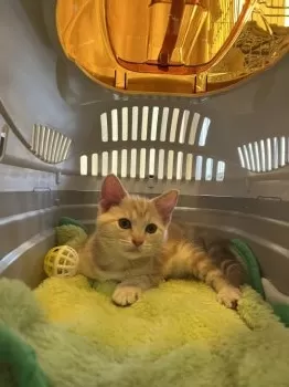 ココ 様のお迎えした子猫