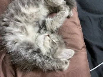 H.T 様のお迎えした子猫