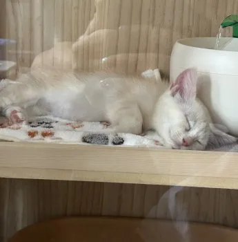 H.N 様のお迎えした子猫