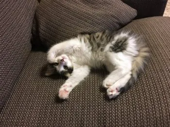 きら3 様のお迎えした子猫