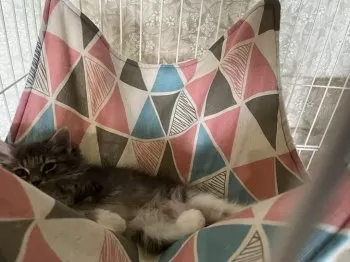 U 様のお迎えした子猫