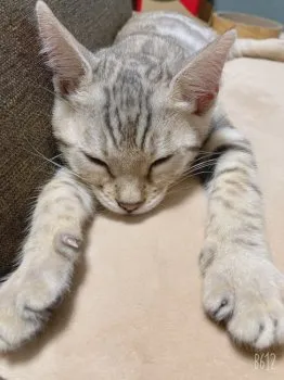 すぎやま 様のお迎えした子猫