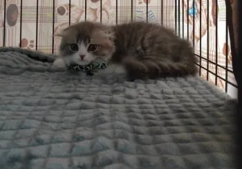 N.I 様のお迎えした子猫