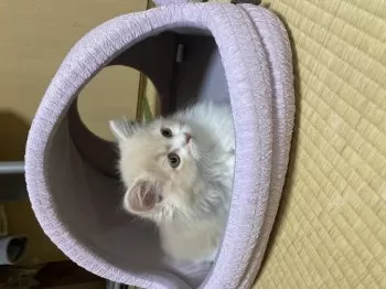 H.I 様のお迎えした子猫