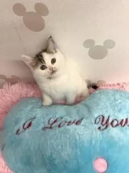K.A 様のお迎えした子猫