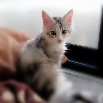 みやびママ 様のお迎えした子猫