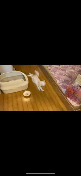 D.T 様のお迎えした子猫