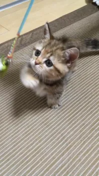 mi-3 様のお迎えした子猫