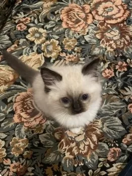 ゆゆ 様のお迎えした子猫