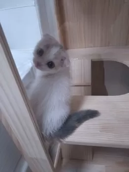 T.K 様のお迎えした子猫