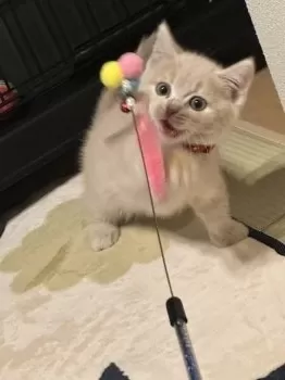 E.T 様のお迎えした子猫