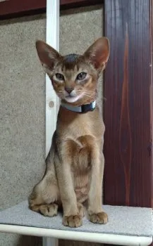 ヒロ 様のお迎えした子猫