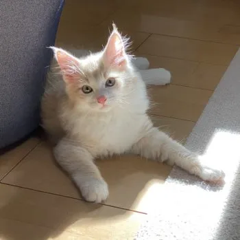 フジさん 様のお迎えした子猫