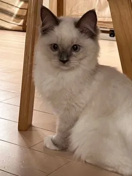 R.Ｉ 様のお迎えした子猫