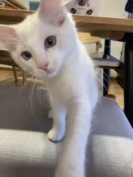 K.U 様のお迎えした子猫