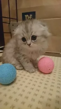 ポッチ 様のお迎えした子猫