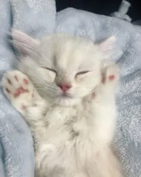 R 様のお迎えした子猫