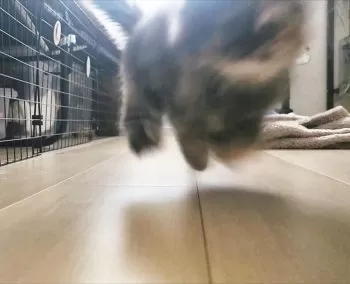 K.O 様のお迎えした子猫