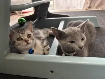 A.S 様のお迎えした子猫