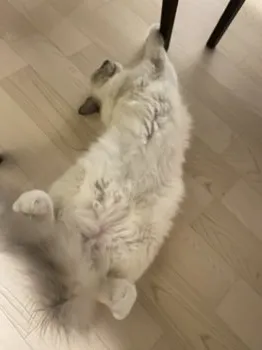 むすかりのしっぽ 様のお迎えした子猫