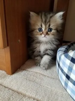 モン 様のお迎えした子猫