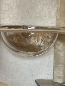 サトミサ 様のお迎えした子猫