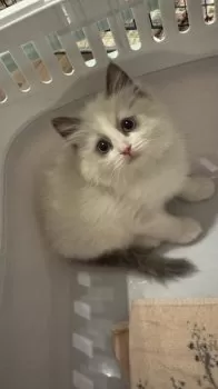 K.K 様のお迎えした子猫