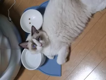N.O 様のお迎えした子猫