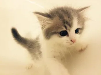 ぐぴ 様のお迎えした子猫