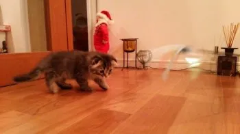 スコット 様のお迎えした子猫