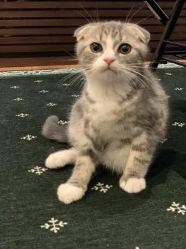 M.K 様のお迎えした子猫