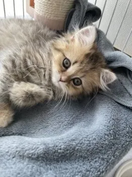 Y.K 様のお迎えした子猫