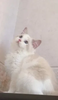 N.O 様のお迎えした子猫