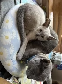 ユウ 様のお迎えした子猫