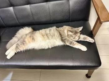 I.M 様のお迎えした子猫
