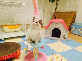 Hisae 様のお迎えした子猫