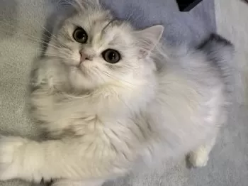 R.Y 様のお迎えした子猫