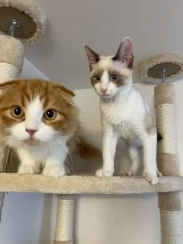 マメ 様のお迎えした子猫