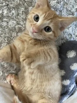 パンナコッタ 様のお迎えした子猫