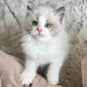 C.Ｉ 様のお迎えした子猫