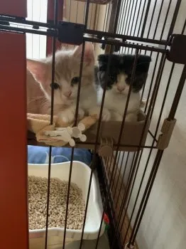 mk00y 様のお迎えした子猫