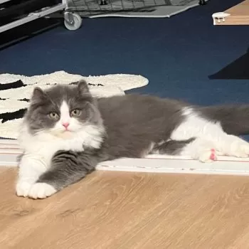 Y.A 様のお迎えした子猫
