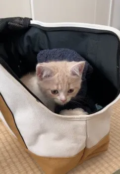 みみみ 様のお迎えした子猫