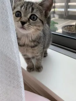 T.H 様のお迎えした子猫