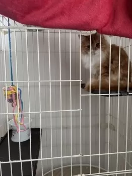 butt5192 様のお迎えした子猫