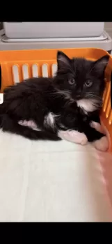 ミネ 様のお迎えした子猫