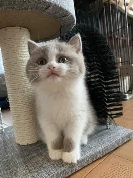 たけのこ 様のお迎えした子猫