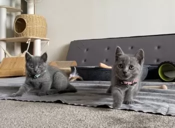 A.T 様のお迎えした子猫