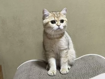 たつや 様のお迎えした子猫