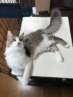 猫日和🐱 様のお迎えした子猫